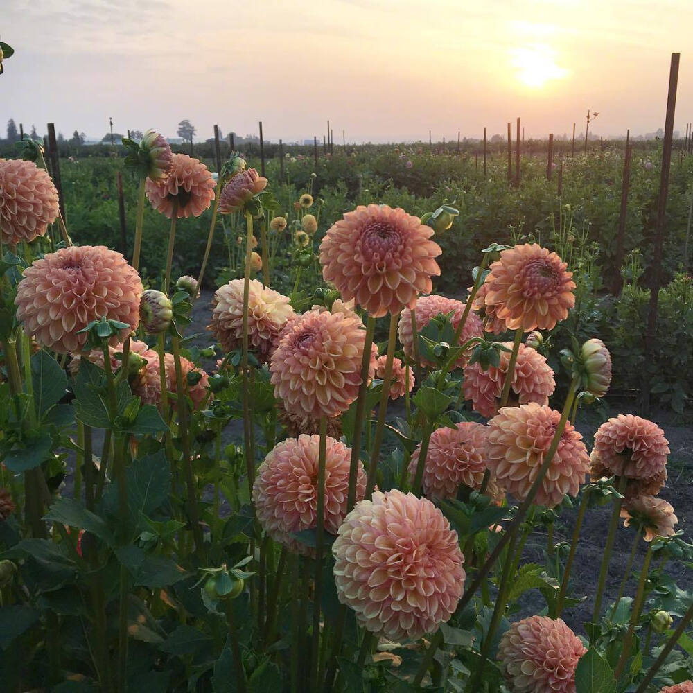 花田