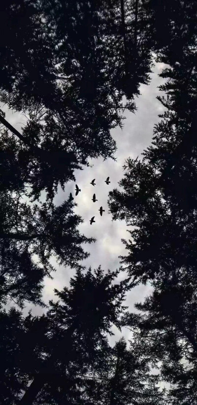 手机壁纸 全屏 风景