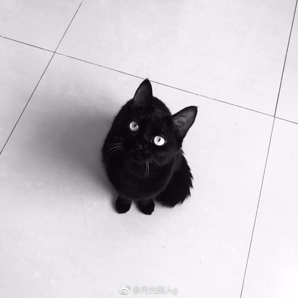 Luna 孟买 黑猫 黑煤球