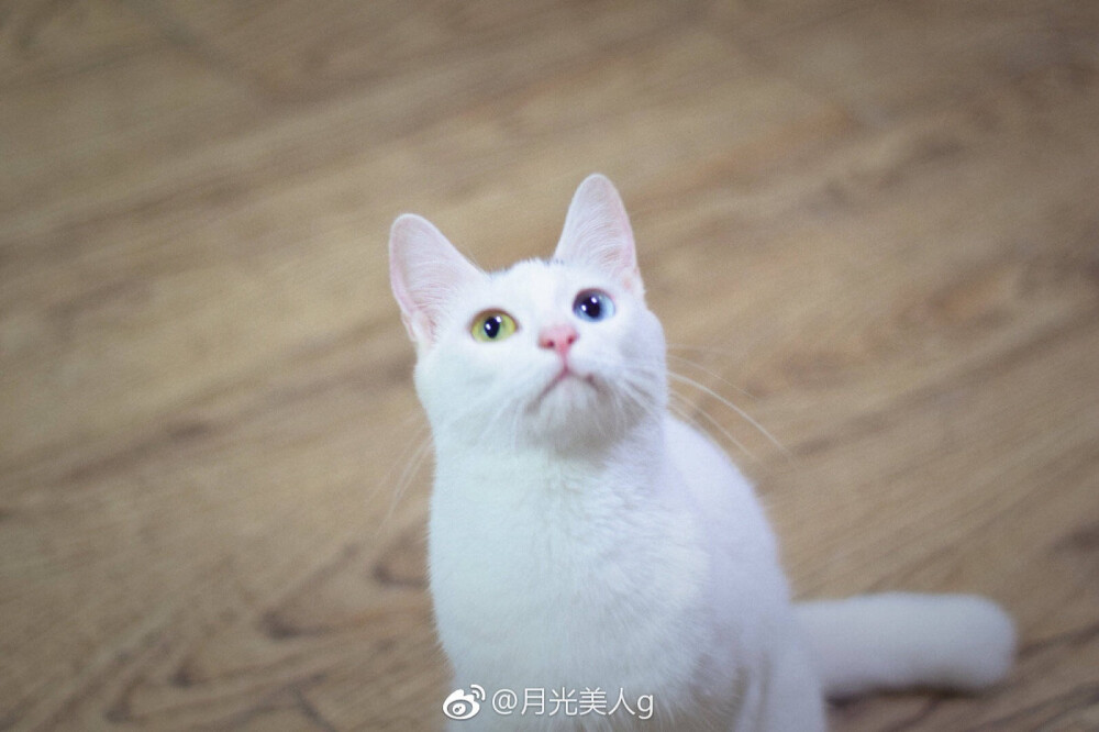 月饼是只猫