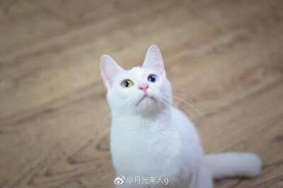 月饼是只猫