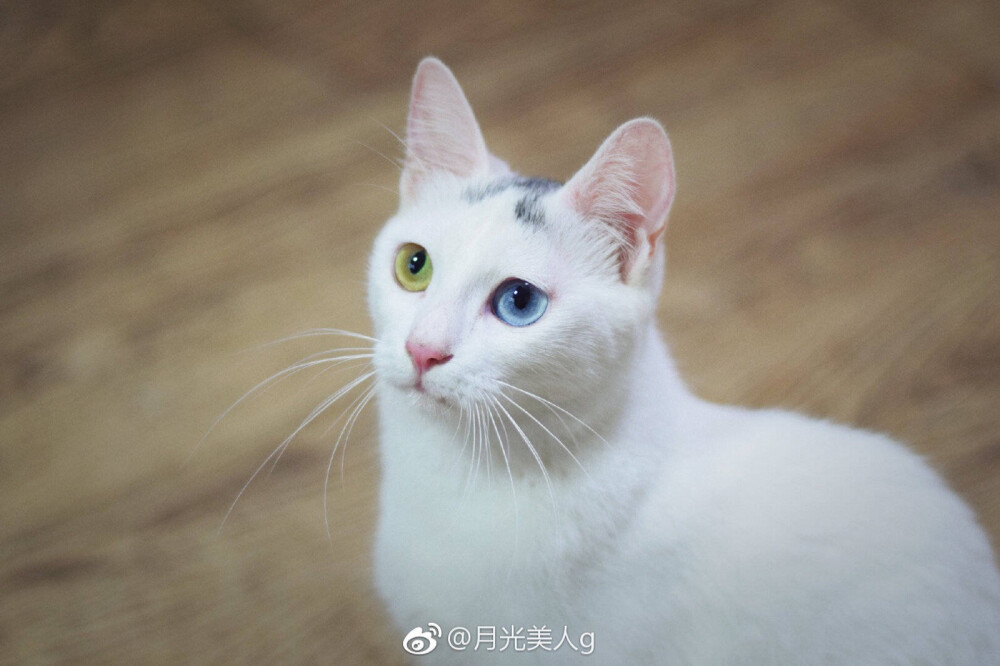 月饼是只猫