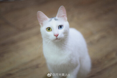 月饼是只猫