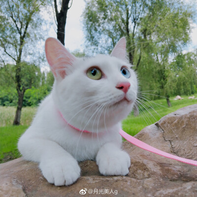 月饼是只猫