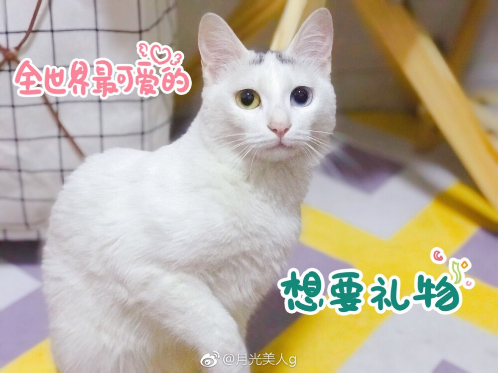 月饼是只猫