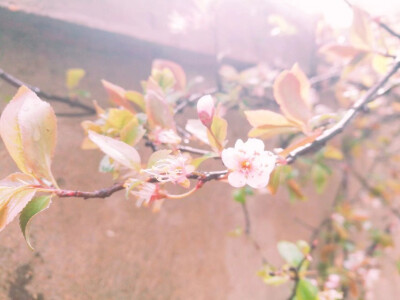 春雨过后的梨花