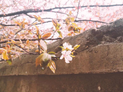 春雨过后的梨花