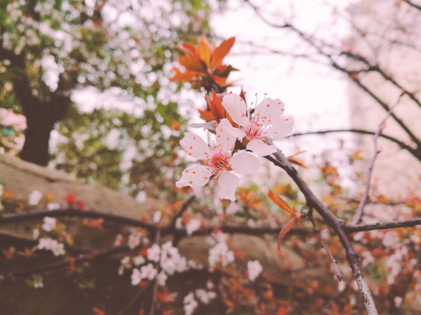 在春雨之前的某一朵梨花