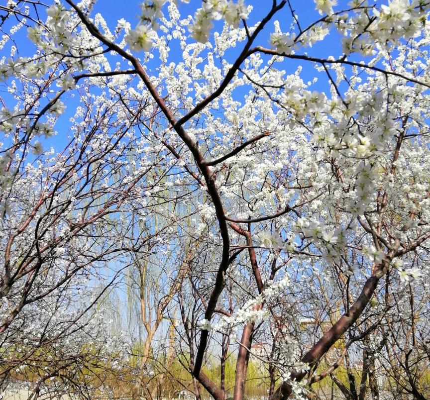 桃花堤 2019.3.16