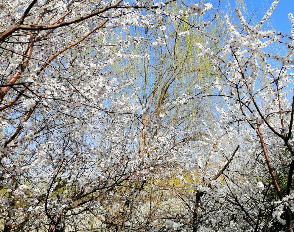 桃花堤 2019.3.16