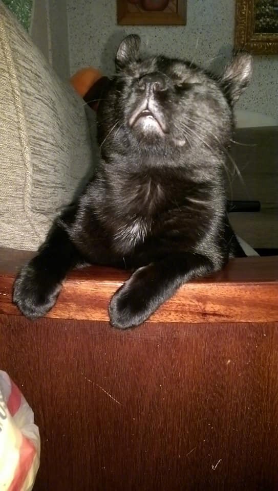 网友家的黑猫，被主人拍出一只熊的模样，笑喷了....by/FB/陳思箕