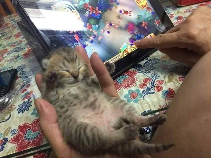 主人一手抱着熟睡的小猫咪，一手忙着玩游戏....by/FB/King Cats