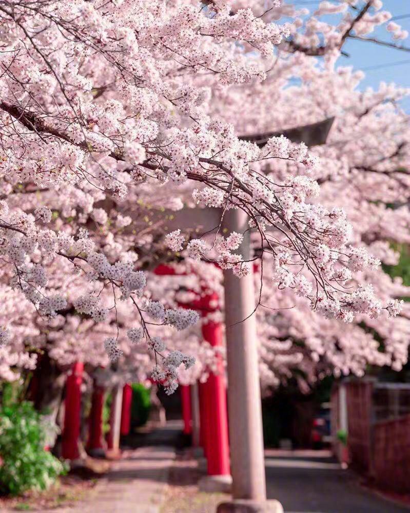 又是一年樱花季