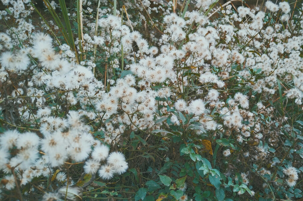 公路上的花