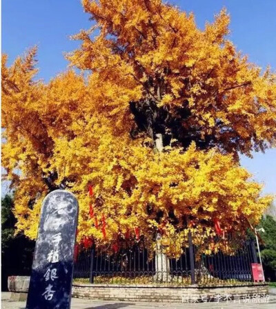 老子手植银杏树 在陕西省的汉中市的老庄镇徐家河村的村头，有一颗古老的银杏树，这棵银杏树高达18米，冠幅410平方米，俯瞰这棵银杏树，这棵树的树状十分苍老！