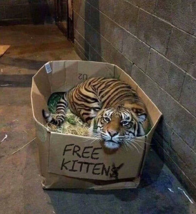 free kitten