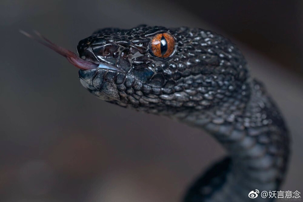 红树竹叶青丨@妖言意念
Trimeresurus purpureomaculatus，鳞片质感很像驯龙高手里的无牙仔。分布于东南亚、印度、孟加拉等地，颜色多样，除了纯黑色还有黄绿色、棕色、褐色等，并伴有花纹。