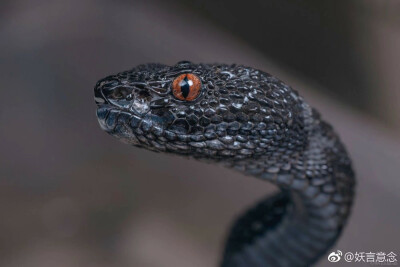 红树竹叶青丨@妖言意念
Trimeresurus purpureomaculatus，鳞片质感很像驯龙高手里的无牙仔。分布于东南亚、印度、孟加拉等地，颜色多样，除了纯黑色还有黄绿色、棕色、褐色等，并伴有花纹。