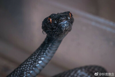 红树竹叶青丨@妖言意念
Trimeresurus purpureomaculatus，鳞片质感很像驯龙高手里的无牙仔。分布于东南亚、印度、孟加拉等地，颜色多样，除了纯黑色还有黄绿色、棕色、褐色等，并伴有花纹。