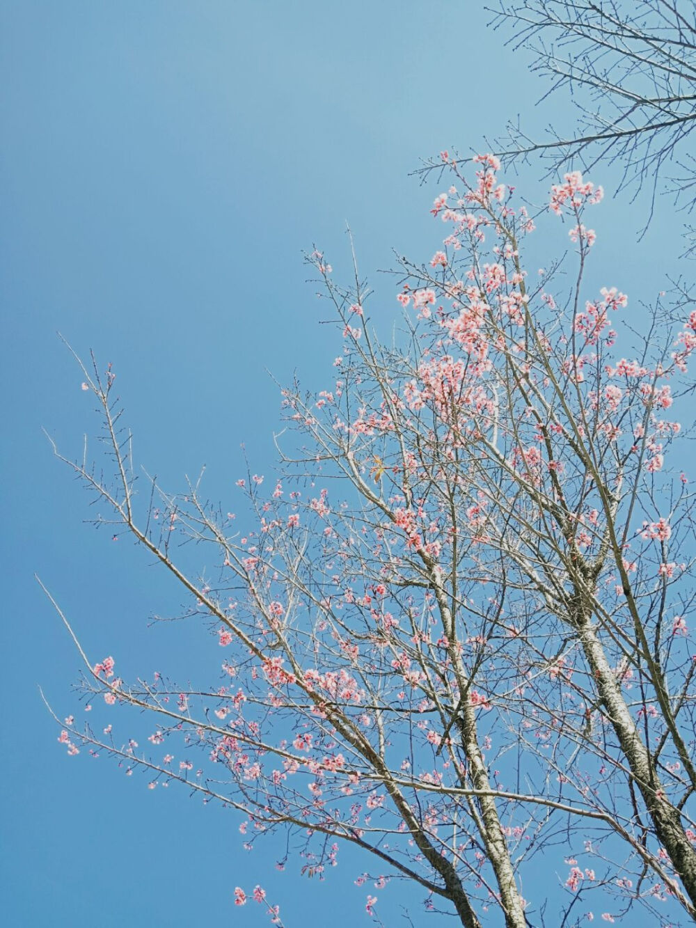 花花草草