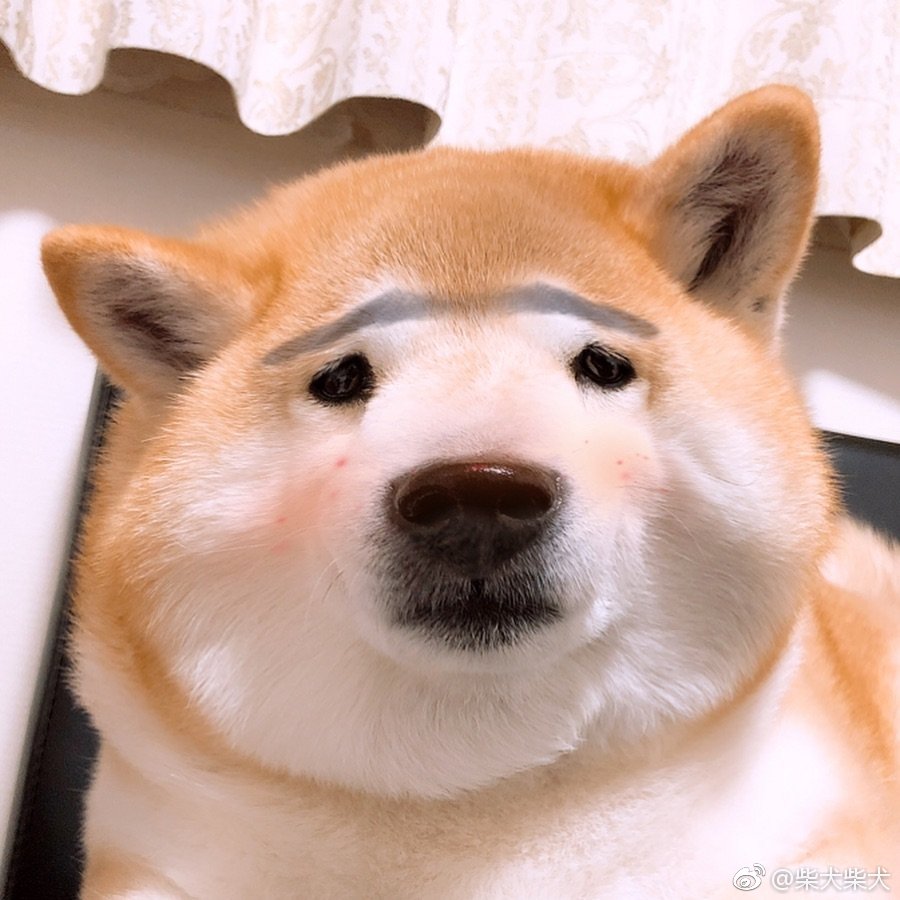 完蛋了我的柴宝滤镜让我觉得这样都很可爱！ Instagram：shibainuinari