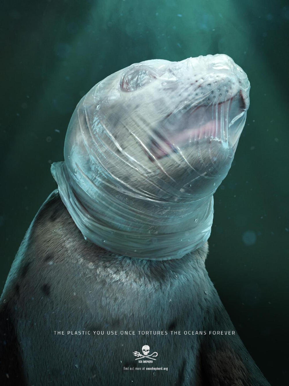 公益广告，塑料袋对海洋动物的折磨！