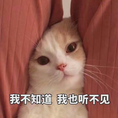 小猫咪表情包 存图留赞