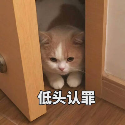 小猫咪表情包 存图留赞