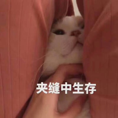 小猫咪表情包 存图留赞