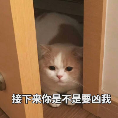 小猫咪表情包 存图留赞