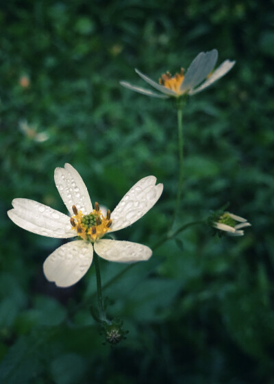 白花鬼针草