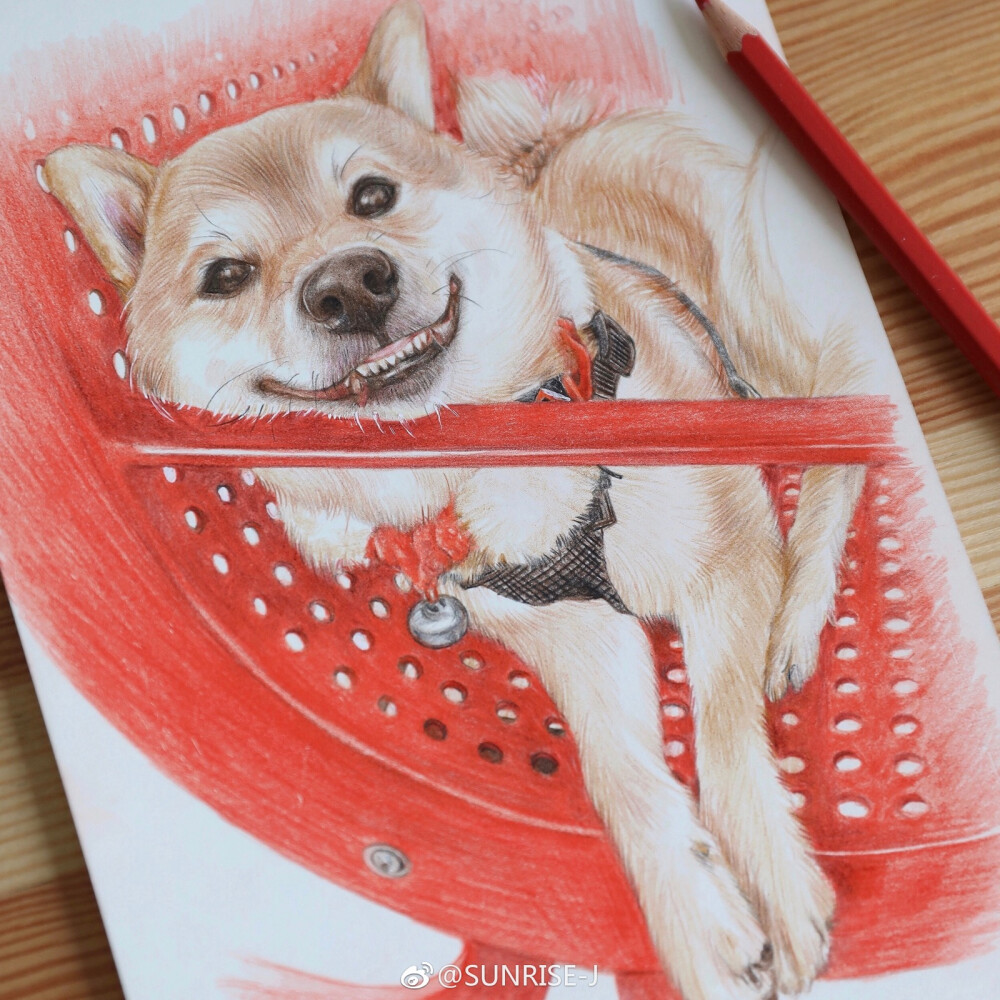 彩铅柴犬
不知不觉已经画完两个本子