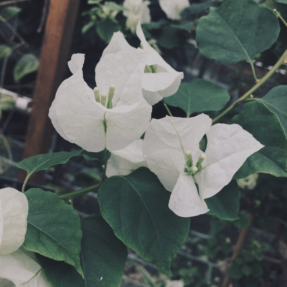 每日一修 花真好看啊