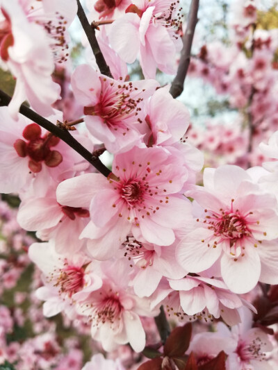 三大桃花节的味道