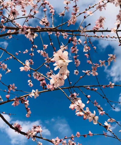 三大桃花节的味道