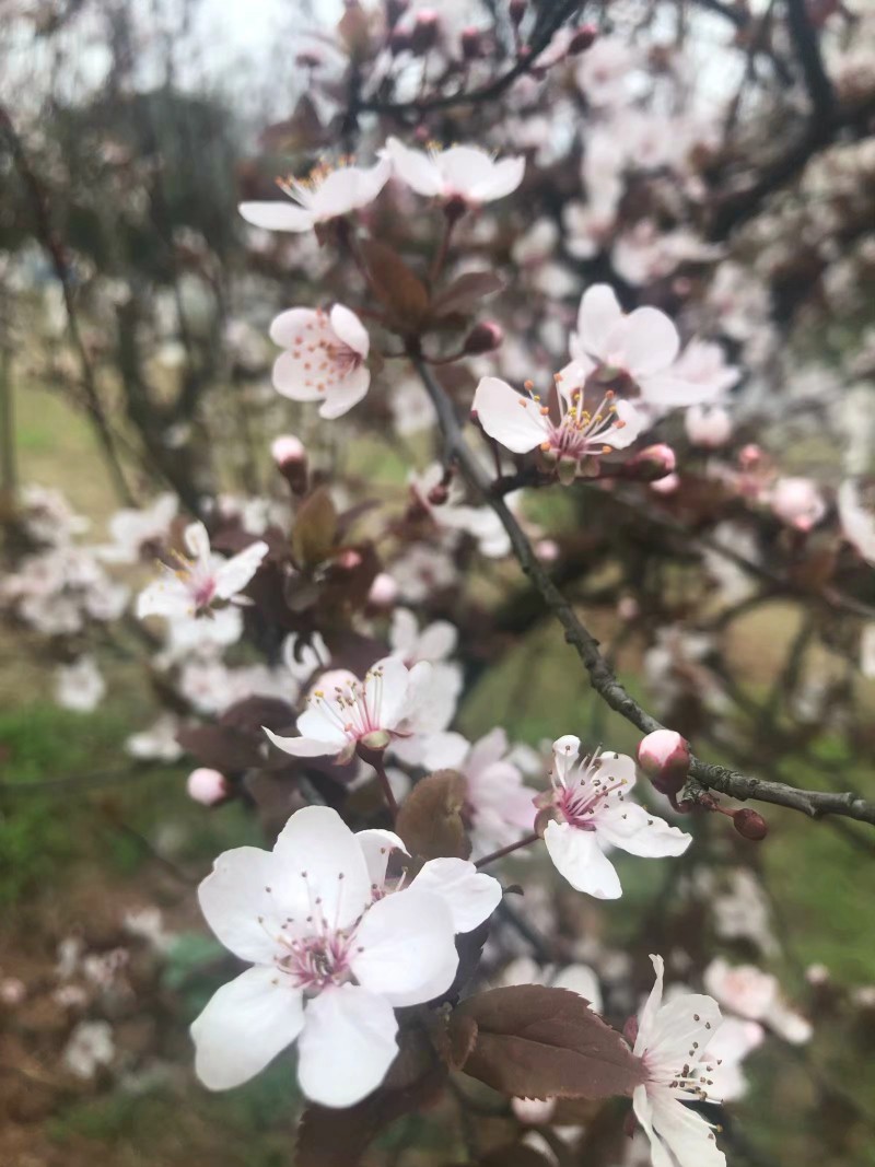 三大桃花节的味道