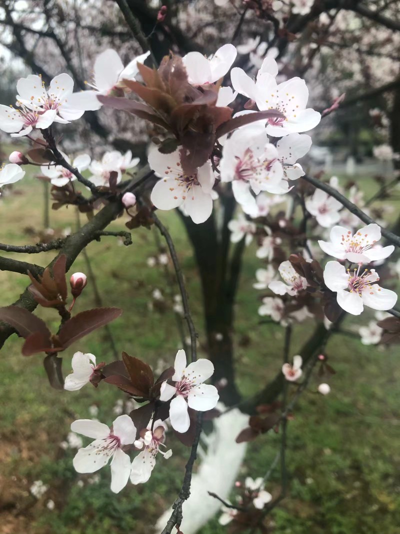 三大桃花节的味道