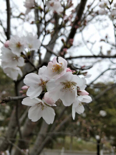 三大桃花节的味道