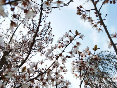 三大桃花节的味道