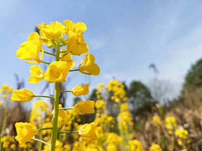 三大桃花节的味道