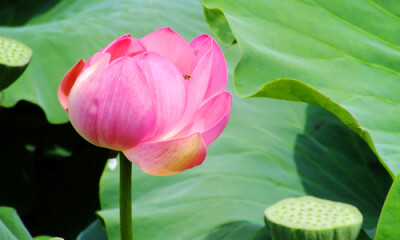 花花草草阿猫阿狗飞虫