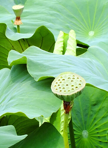 花花草草阿猫阿狗飞虫