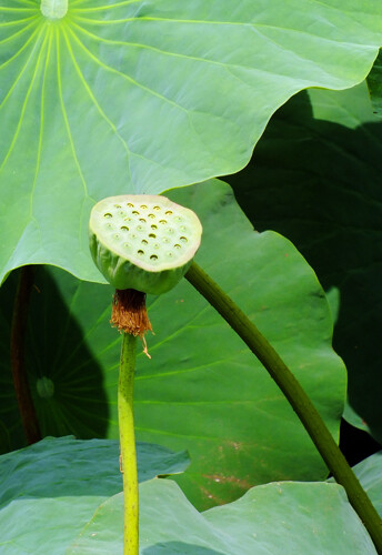 花花草草阿猫阿狗飞虫