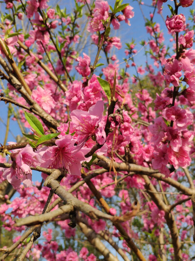 临海灵湖山桃花