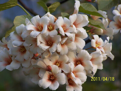 四川梧桐花