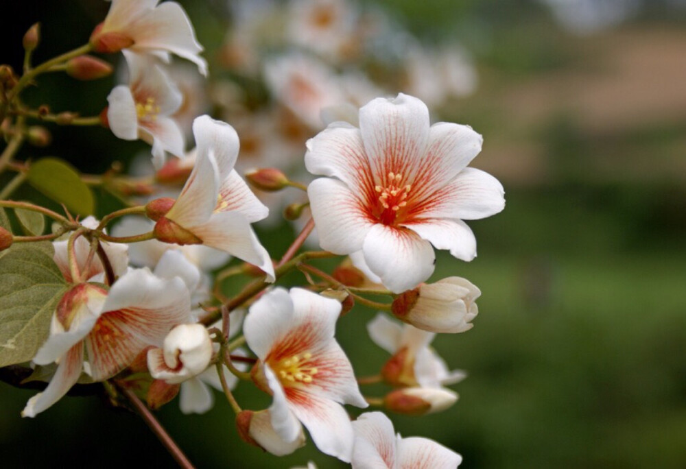 四川梧桐花