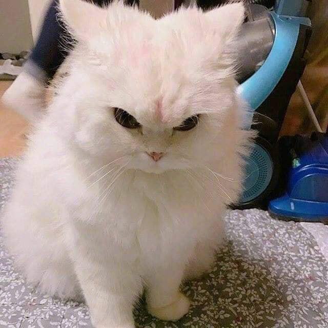 猫咪