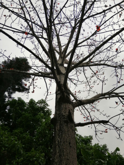 只有花开的时候，才会发现，原来这里有巨大一棵的木棉树。春天悄悄的来，好像这棵树是它送到我身边一样，充满惊喜，枯萎的花朵儿砸在脑袋上，有十二万分的幸运在向我靠近，期待二零一九٩(๑^o^๑)۶