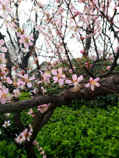 杏花春雨忆江南