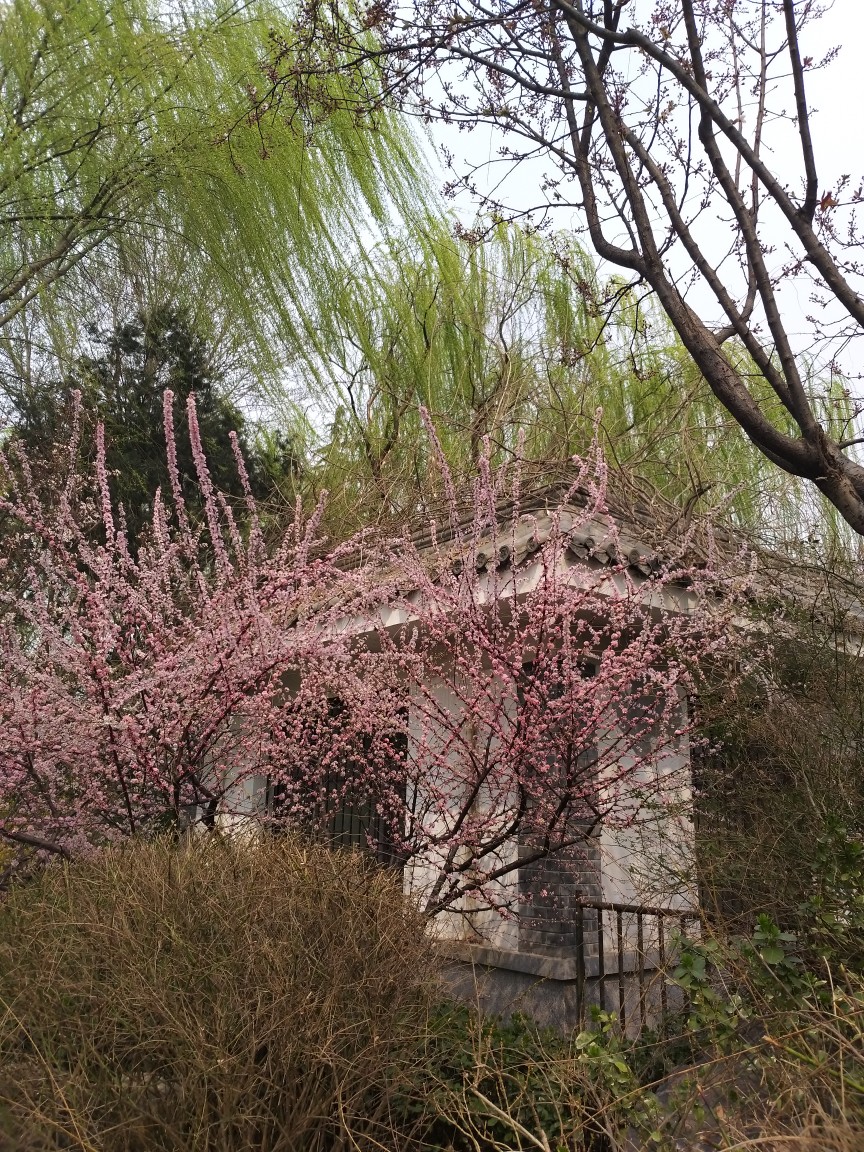 杏花春雨